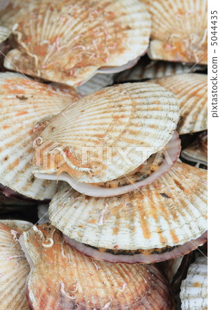 Scallops 5044435