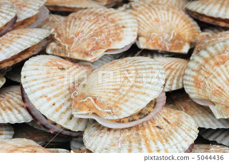 Scallops 5044436