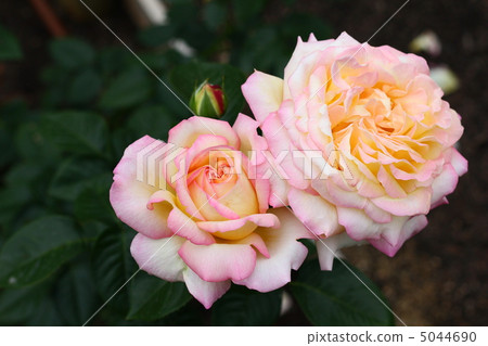 玫瑰（品種）片 5044690