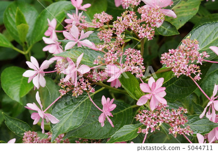 10繡球花頭花 5044711