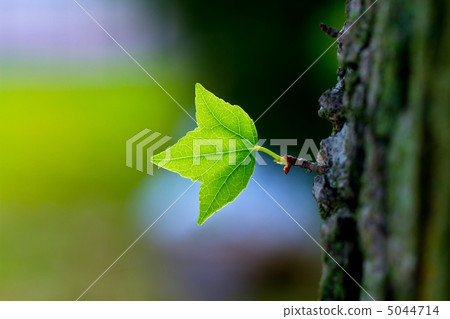 Young leaves of Taiwanfu Young leaves of Taiwanfu 5044714