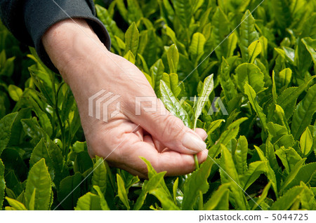 採茶 採茶 5044725