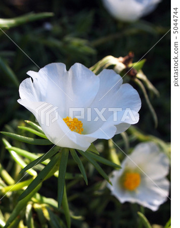 Matsuba button Matsuba button 5044744