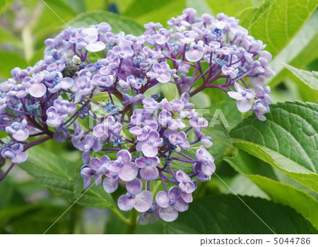 11繡球花小花紫軸花紅紫 5044786