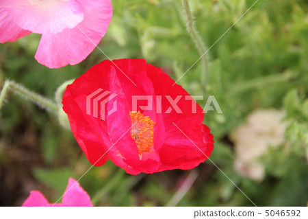 Poppy Poppy 5046592