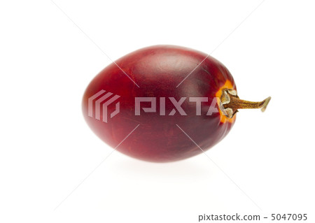 tamarillo isolated on white tamarillo isolated on white 5047095