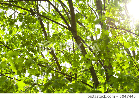 green maple tree on the background of the sunny sky 5047445