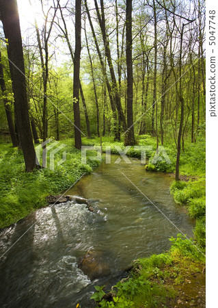 mountain stream running in the green wood 5047748