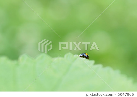 異色瓢蟲 5047966