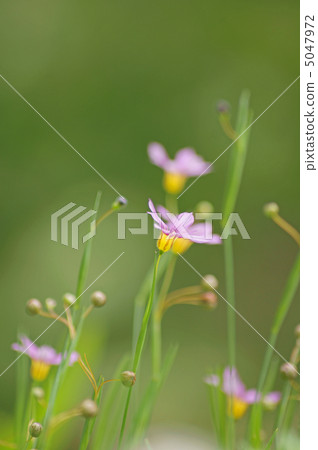 Niwazekishou 5047972