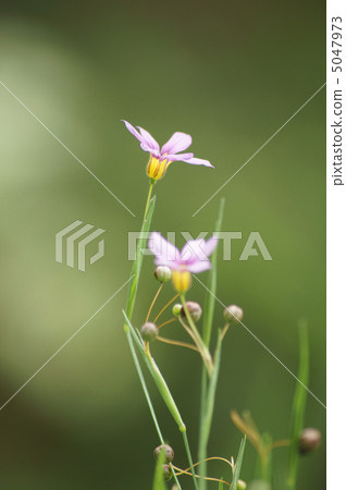 Niwazekishou 5047973