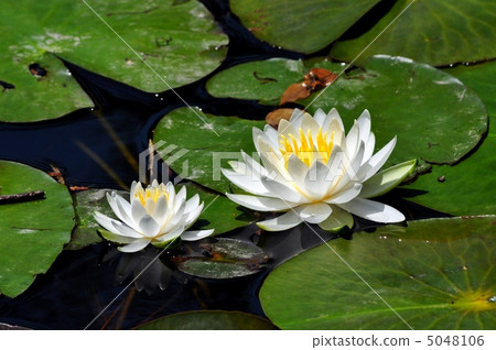 睡蓮 睡蓮 5048106
