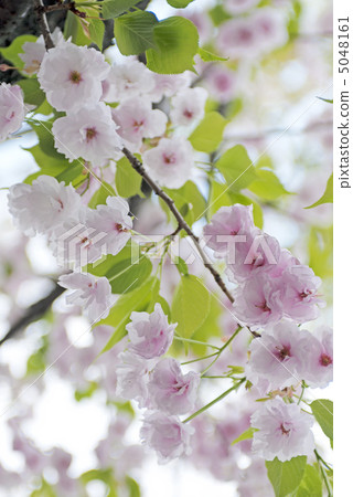 Okuto (Purchased Miyako) 5048161