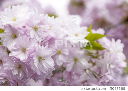 櫻花（Kanzashi Zakura） 5048168