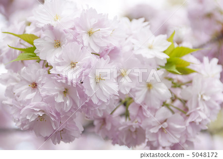 櫻花（Kanzashi Zakura） 5048172