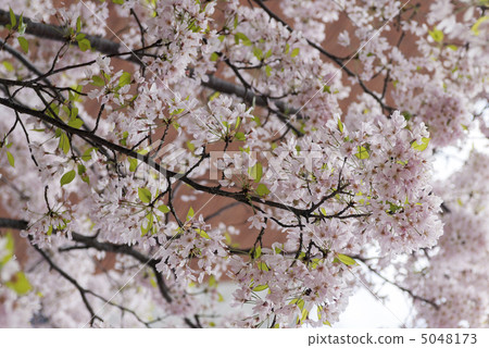 相川先生（Omiwagawa） 5048173