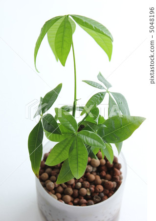 葉子植物 5048196