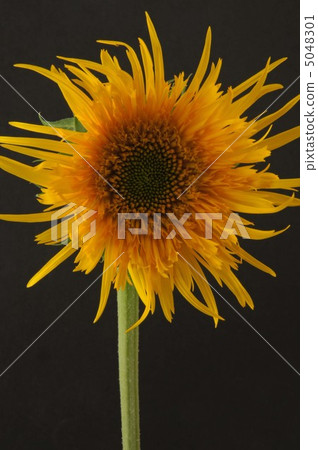 sunflower	 5048301