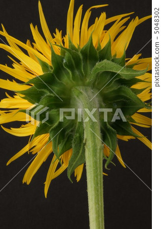 sunflower	 5048302
