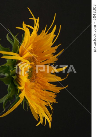 sunflower	 5048303