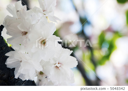 蘭蘭（Ranan） 5048342