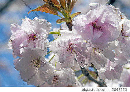 Shizuka（quizza） 5048353