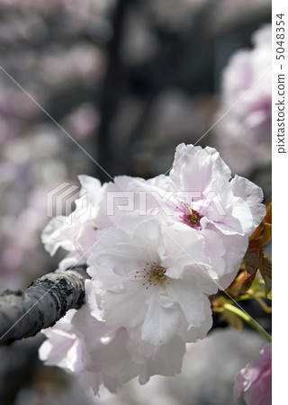 Shizuka(quizza) Shizuka(quizza) 5048354