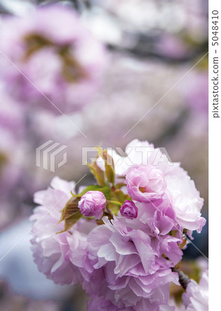 紅色手術刀（Temari彎） 5048410