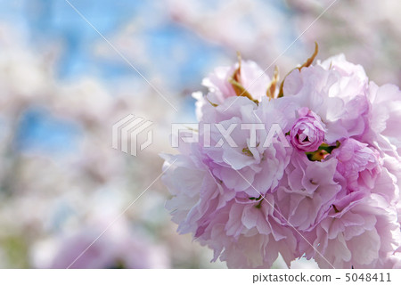 紅色手術刀（Temari彎） 5048411