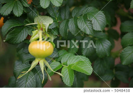 Hamanas fruit Hamanas fruit 5048438