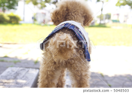 Toy poodle watching the park Toy poodle watching the park 5048503