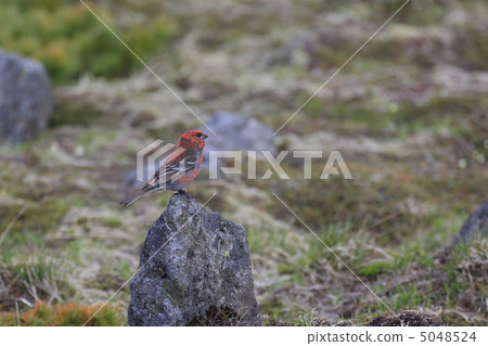 Bebez Mt 01的Ginzan Machico 5048524