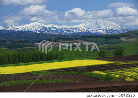 Spring Mt. Snowyama and Rapeseed field 5048526
