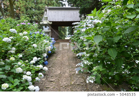 金大中寺 金大中寺 5048535