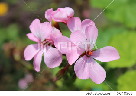 Geranium Geranium 5048565