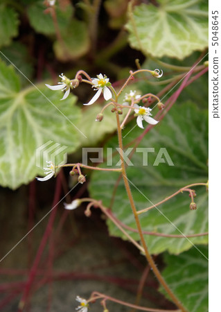 Yukinoshita flower 5048645