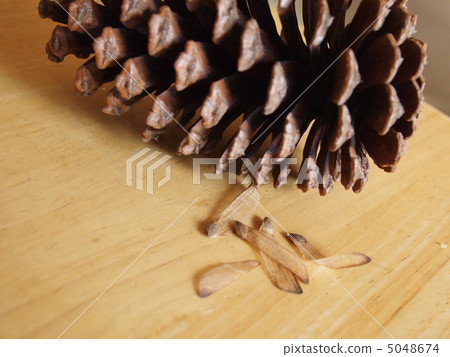 松樹種子和種子 5048674