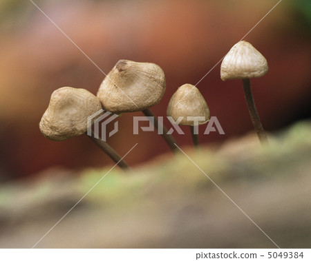 Small Four Seasons 5049384