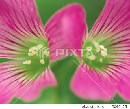 小四季 小四季 5049425