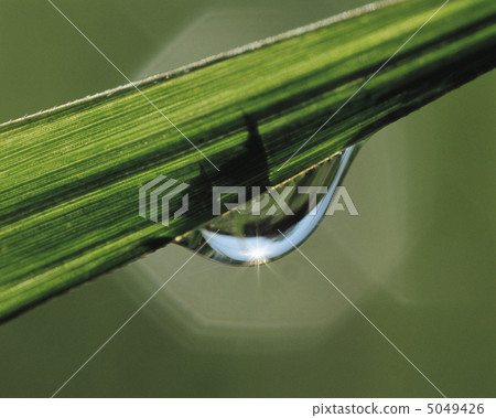 Small Four Seasons 5049426