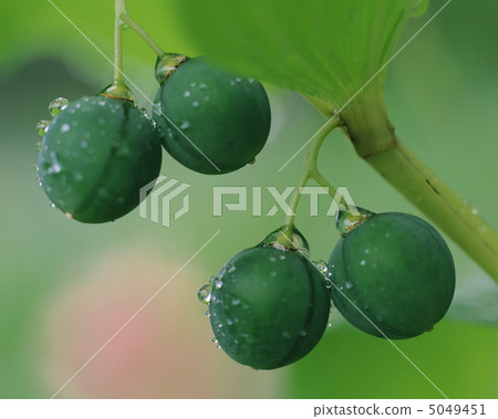 Small Four Seasons 5049451