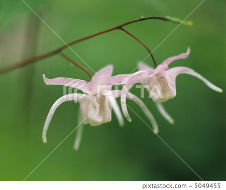 Small Four Seasons 5049455