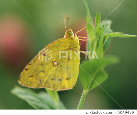 Small Four Seasons Small Four Seasons 5049459