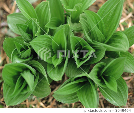 Small Four Seasons Small Four Seasons 5049464