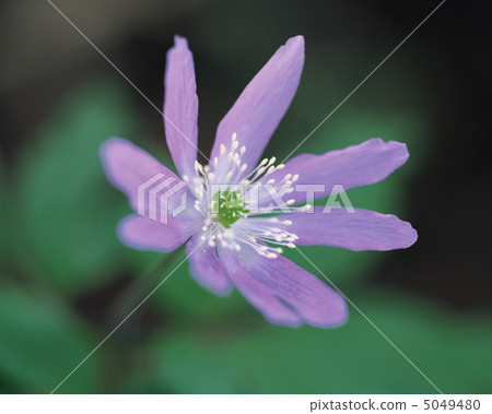 Small Four Seasons 5049480