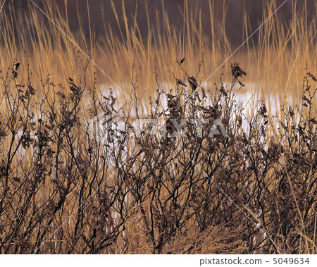 Japanese mountain calendar 5049634