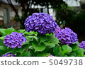  hydrangea 5049738