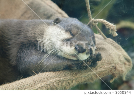 在節日期間Clawmet喵喵叫 在節日期間Clawmet喵喵叫 5050544