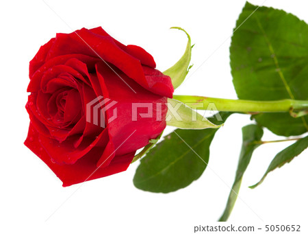 red rose isolated red rose isolated 5050652
