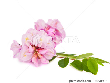 acacia flowers isolated acacia flowers isolated 5050918